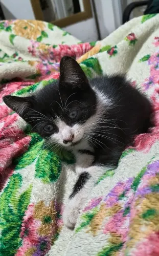 Doação de gatinho macho tem 2 meses
