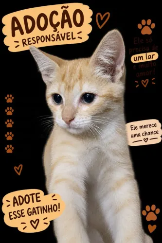 Doação de gato