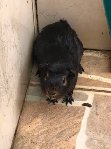Vendo Porquinho Da Índia Macho