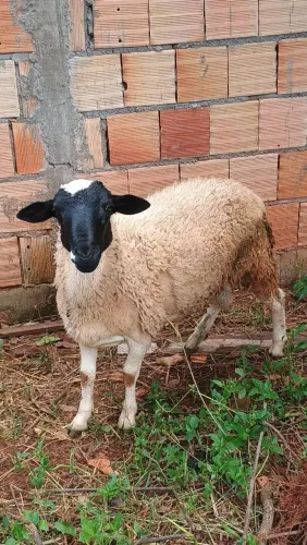 Carneiro dopper 