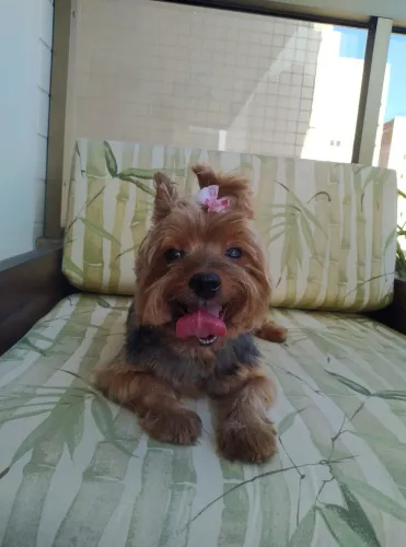 Cachorro fêmea de raça yorkshire
