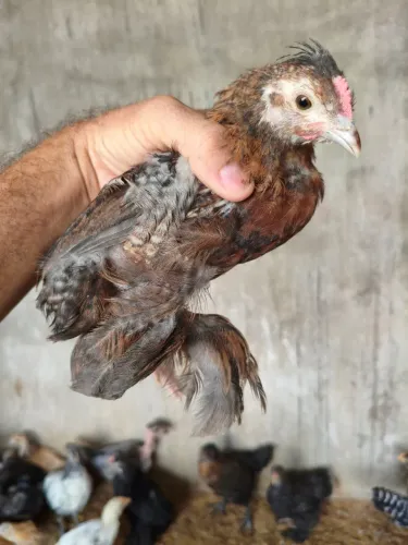 Mestiço de sedosa e mini cochin