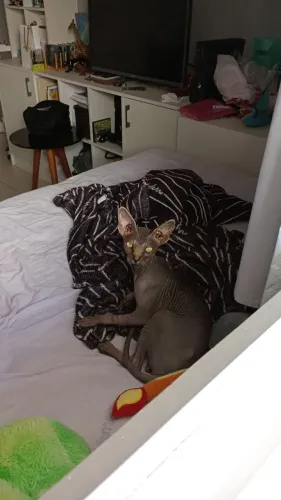 Gato pelado sphynx femea 6 meses