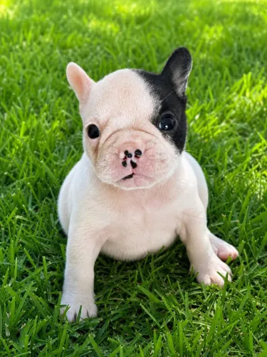 Filhote de cachorro buldogue francês 