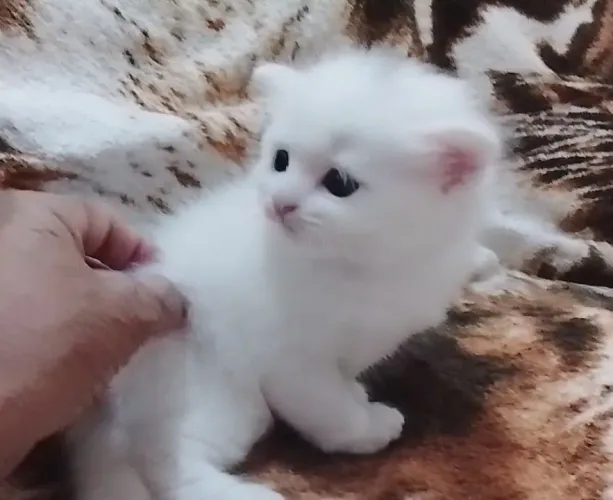 Gatinhos para doação 