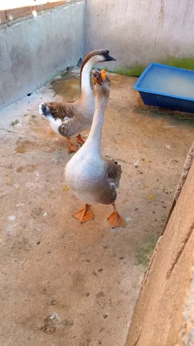 Casal de Ganso  Adulto