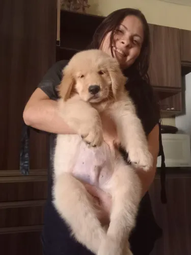 Golden Retriever há Pronta Entrega imediata!