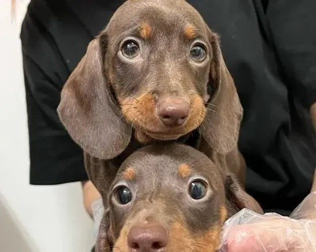 Cachorro filhote dachshund/teckel/basset/salsicha/cofap dócil