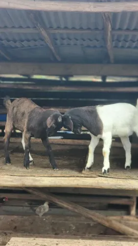 Cabrito macho