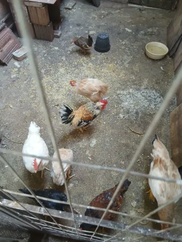Vendo galinhas e frangos caipira tratado n milho