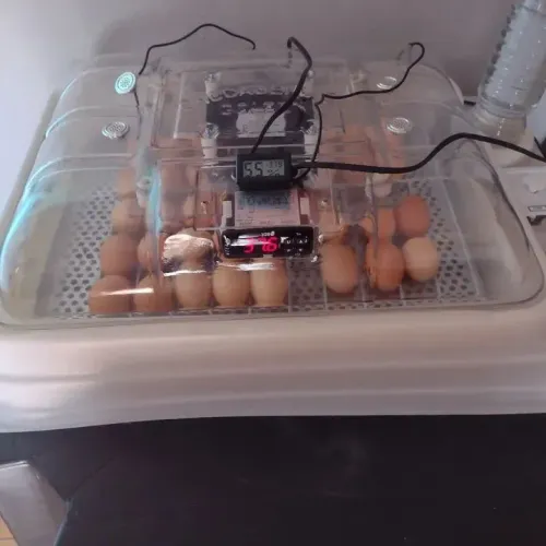 Chocadeira Golden 70 ovos 