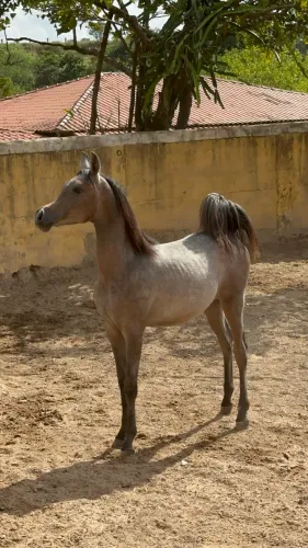 Vende se Cavalo árabe 