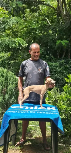 Galgo Italiano Femea 4 meses