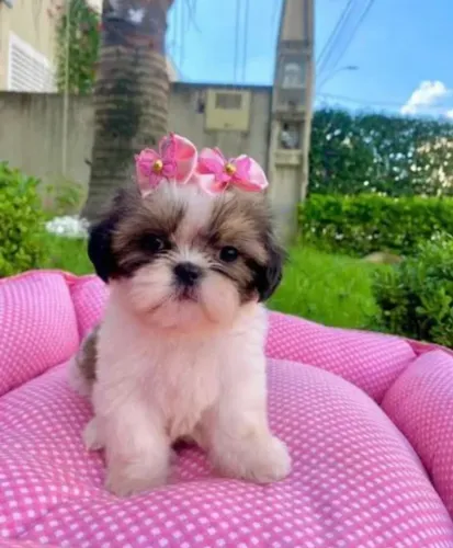 Belíssimos mini shihtzu faço entrega a combinar