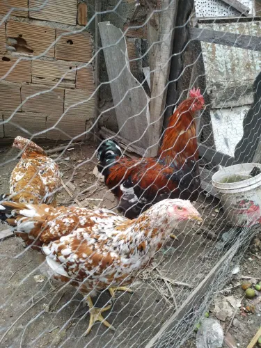 Vendo , juntos ou separados