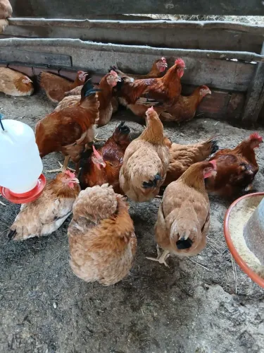 Vaga para abate de aves 