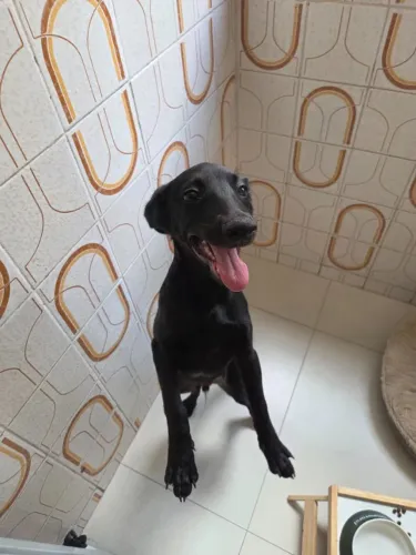 Filhote de cachorro para doação