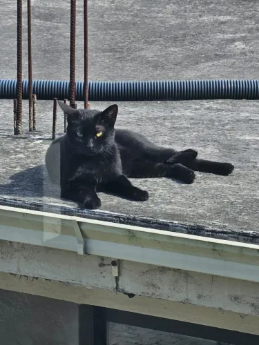 Doação de gata