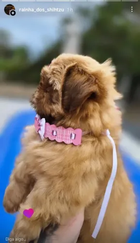 Shih-tzu fêmea 