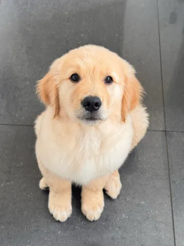 Golden retriever 2 meses