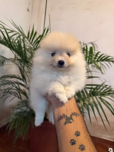 Spitz alemão anão pedigree CBKC
