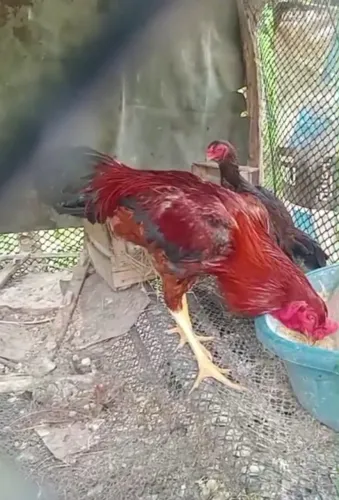 Galo mestiço de ìndio gigante.