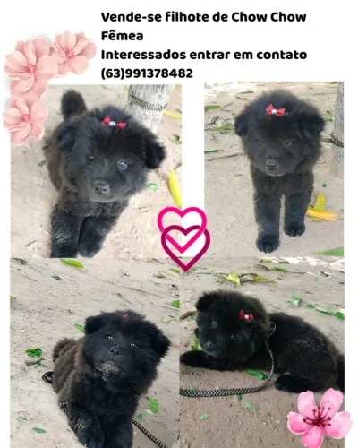 Filhote de Chow Chow 