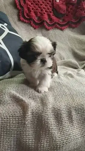 Shih tzu macho e fêmea raça pura lindos miniatura