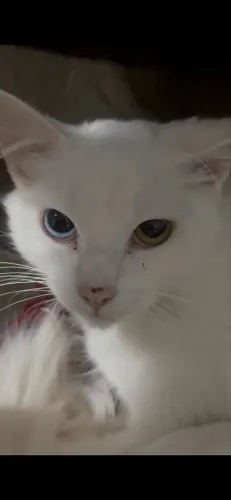 Angora turco com heterocromia