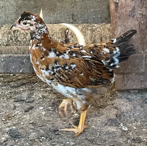 Frangas e frangos Brahma e GSB