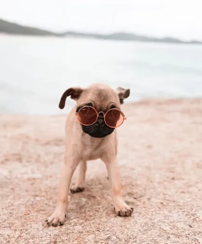 Pug Fêmea (Pedigree) + Vacinada + Chip