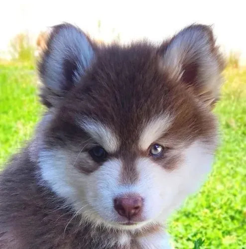 Husky siberiano prontos para novo lar 