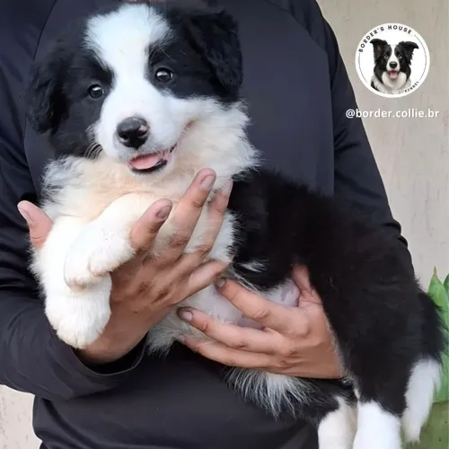 Border collie últimas disponíveis!