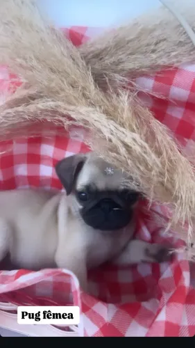 Pug com pedigree