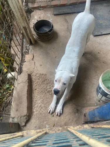 Dogo argentino 