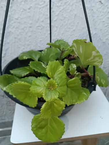 Planta dolar