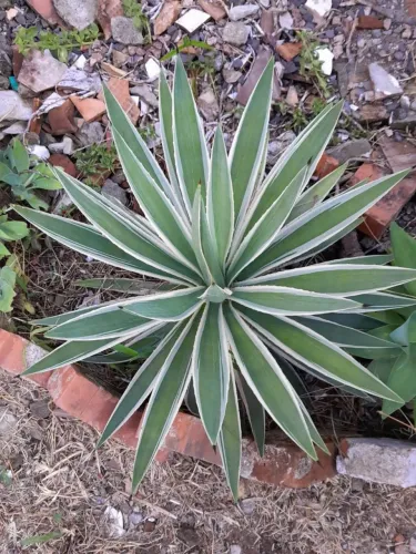Plantas Diversas e Mudas