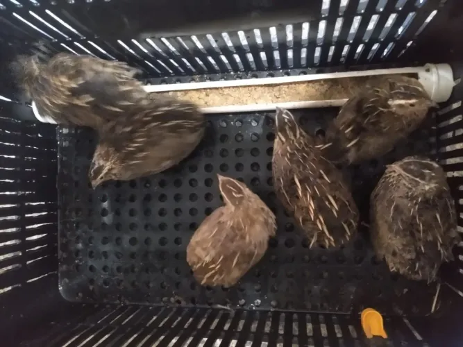 30 codornas 20 fêmeas + 10 macho 