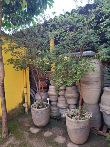 JABUTICABA SABARÁ NO VASO