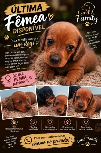 Basset dachshund fêmea
