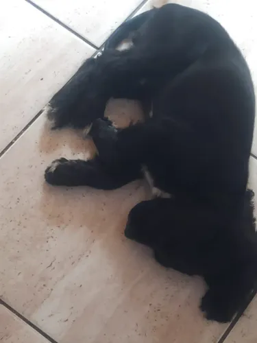 Vendo um cokie spaniel 3 meses já vacinado. Valor 800