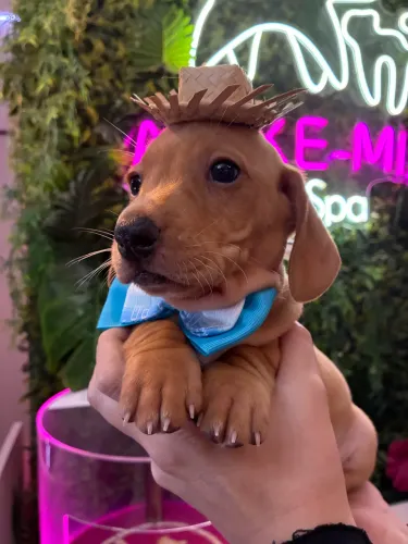 Dachshund dourado macho 