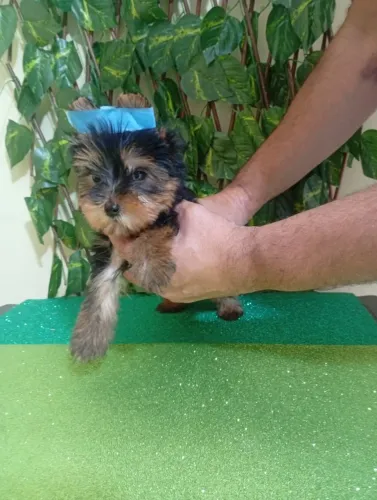Yorkshire Terrier Filhote Disponível