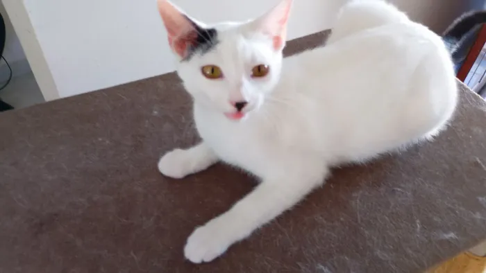 Estou doando uma gatinha