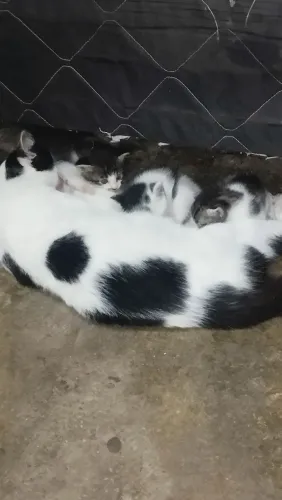 Doando gatos eae tbm