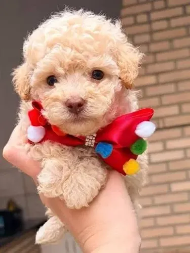 Poodle toy filhotes