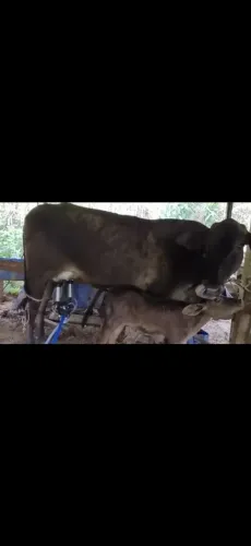 Vendo novilha