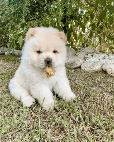 Chow Chow Esse pequeno deixa qualquer dia mais bonito