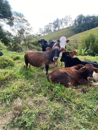 mimi vaca raça Jersey