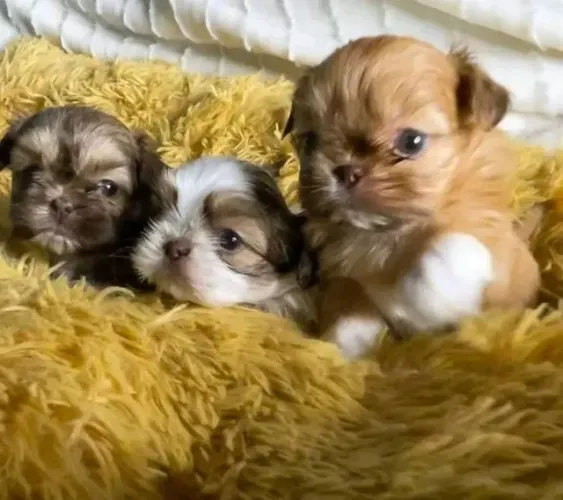 Filhotes de Shih Tzu | Uma amizade para viver com muita alegria!
